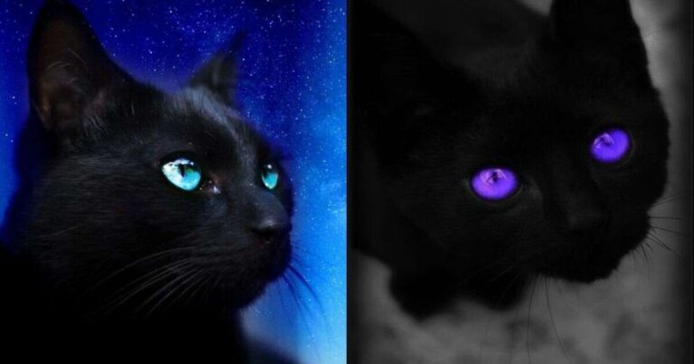 The Enigmatic Allure of the Black Cat with Blue Eyes