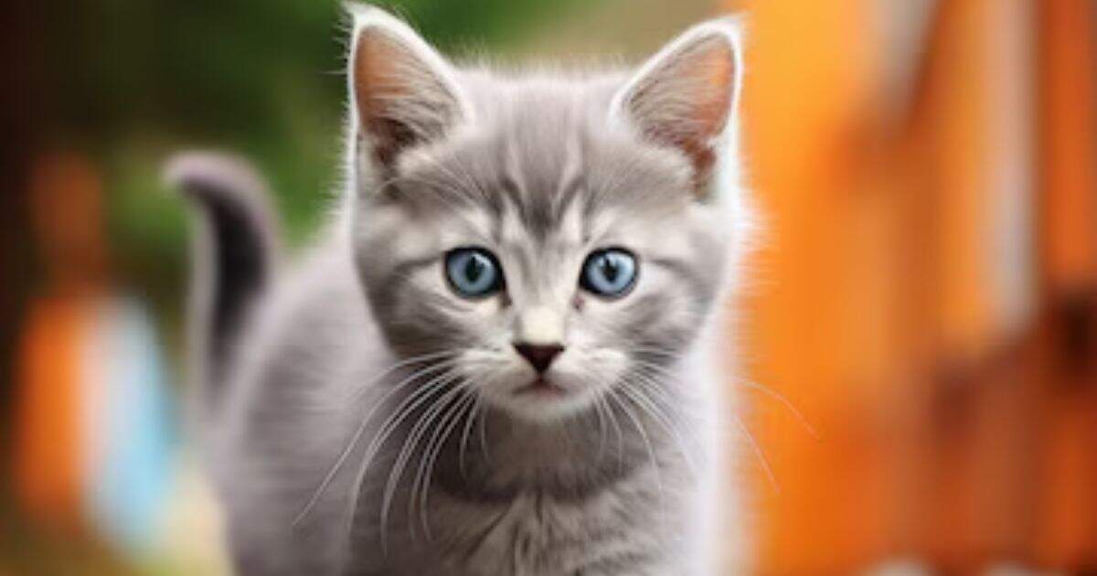 Grey Tabby Cat