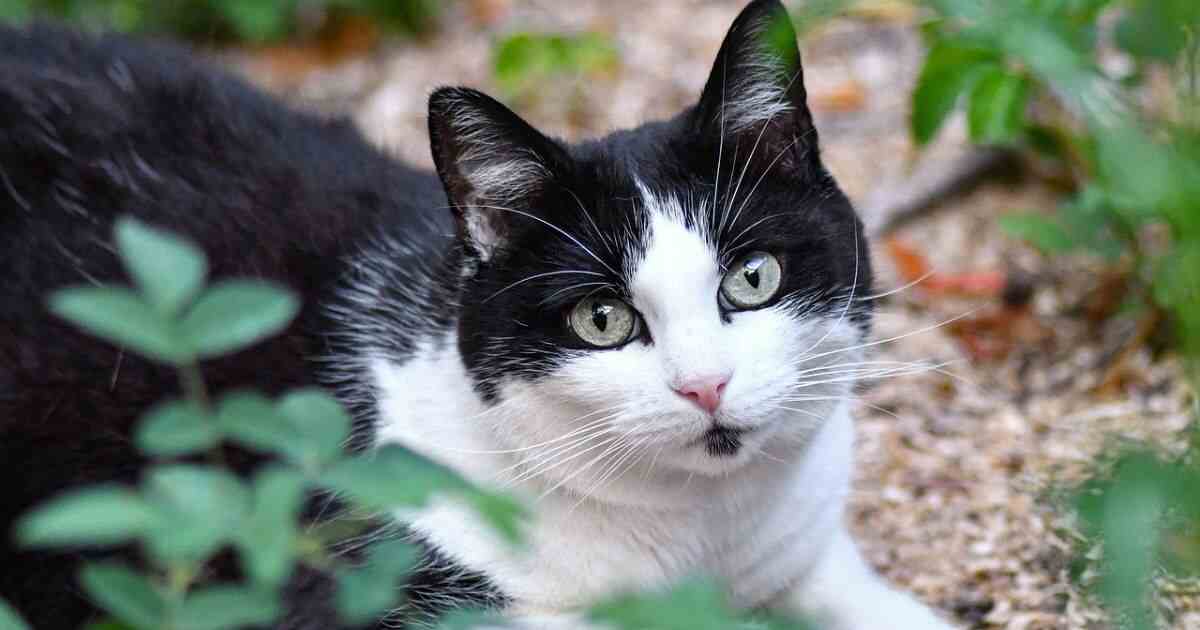 The Enduring Allure of the Black and White Cat: A Timeless Classic