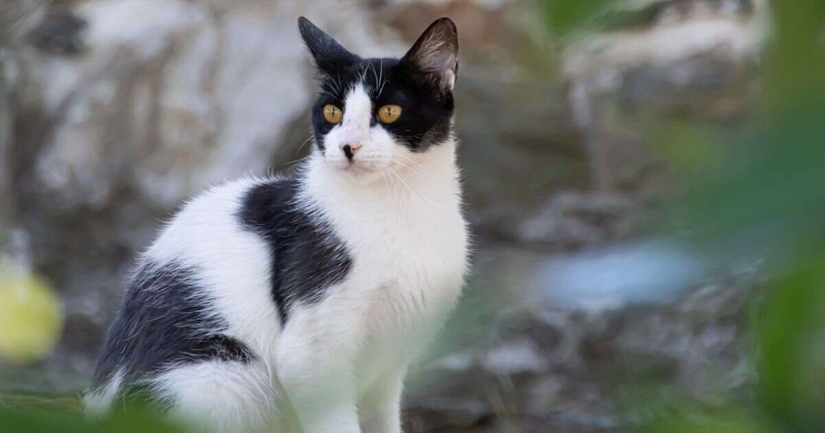 Black and White Cat