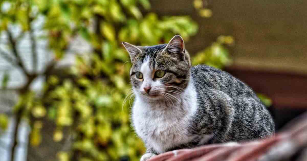 The Tortitude of the Grey Tortoiseshell Cat: A Cat Unlike Any Other