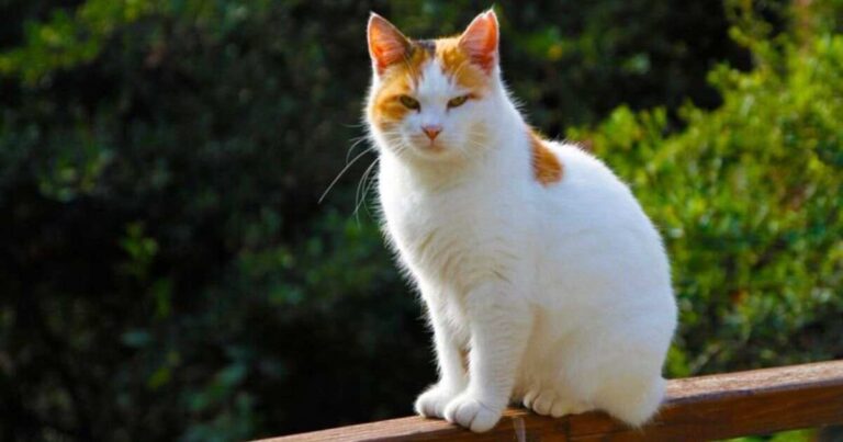 The Alluring Charm of the Orange and White Cat