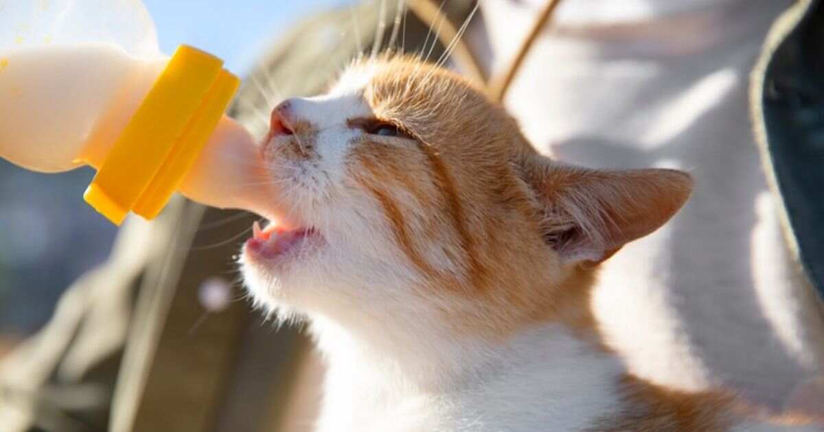 When Mother Nature Can't: A Guide to Kitten Milk Replacer