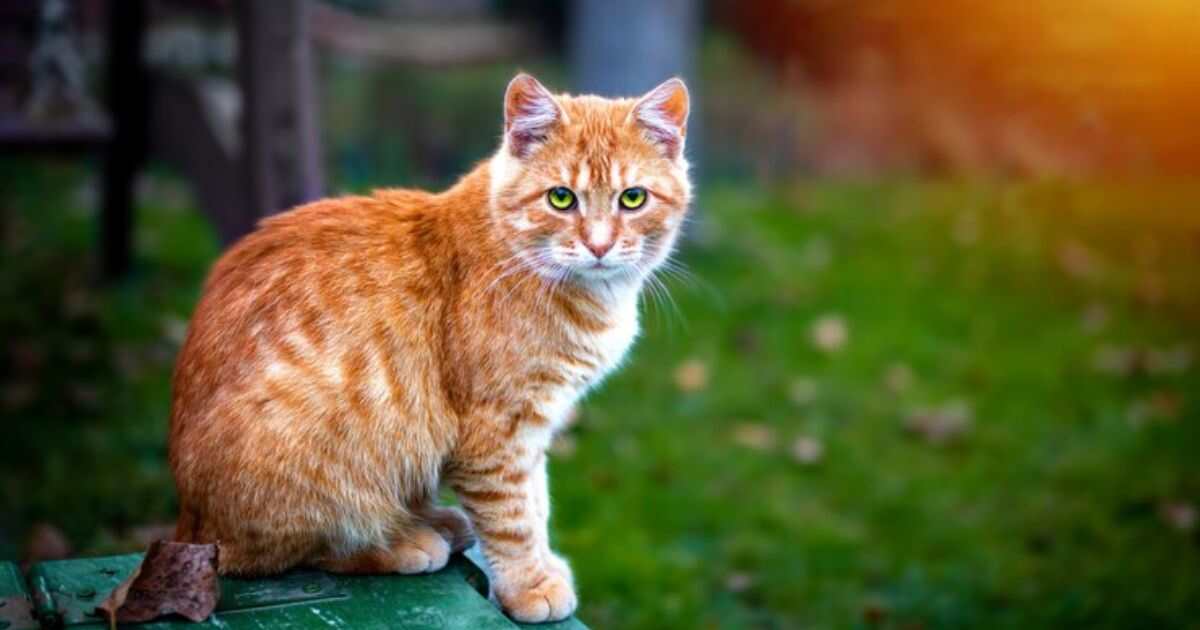 The Ginger General: Decoding the Red Tabby Cat