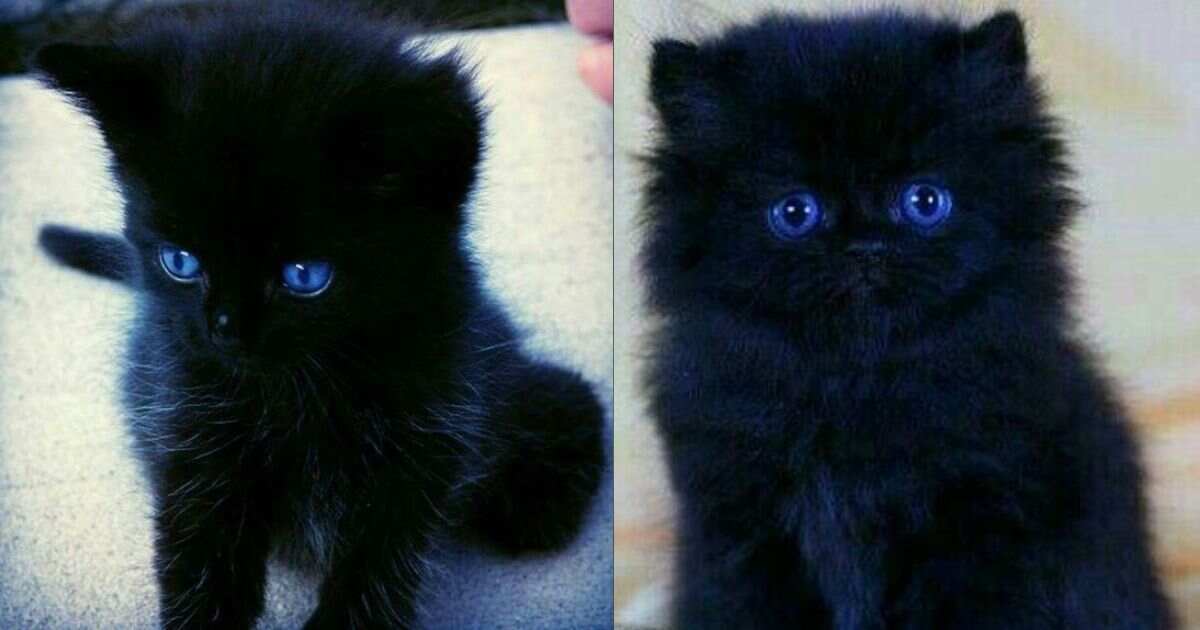 Black Cat with Blue Eyes