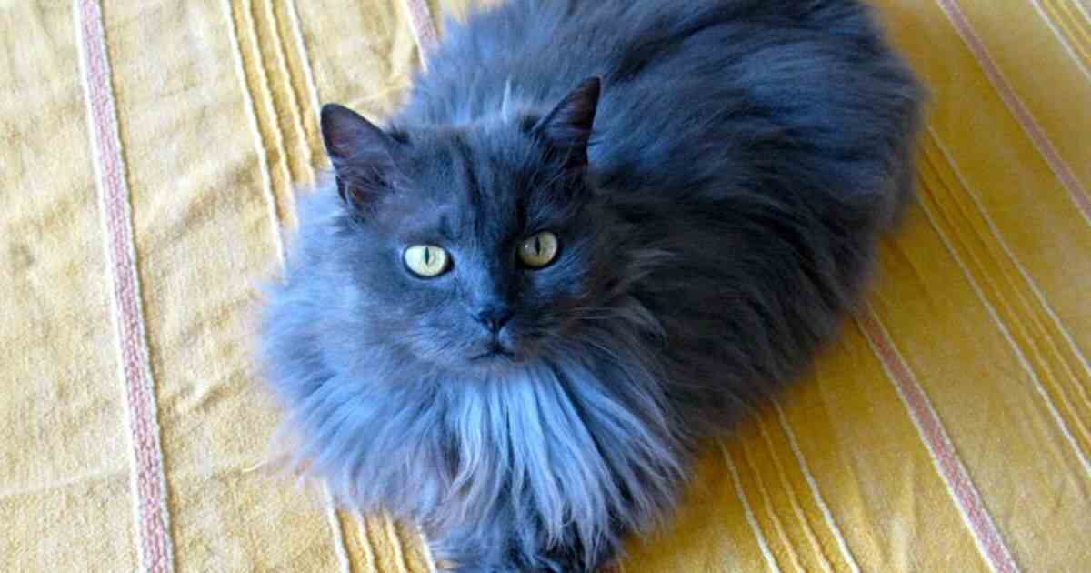 Blue Persian Cat