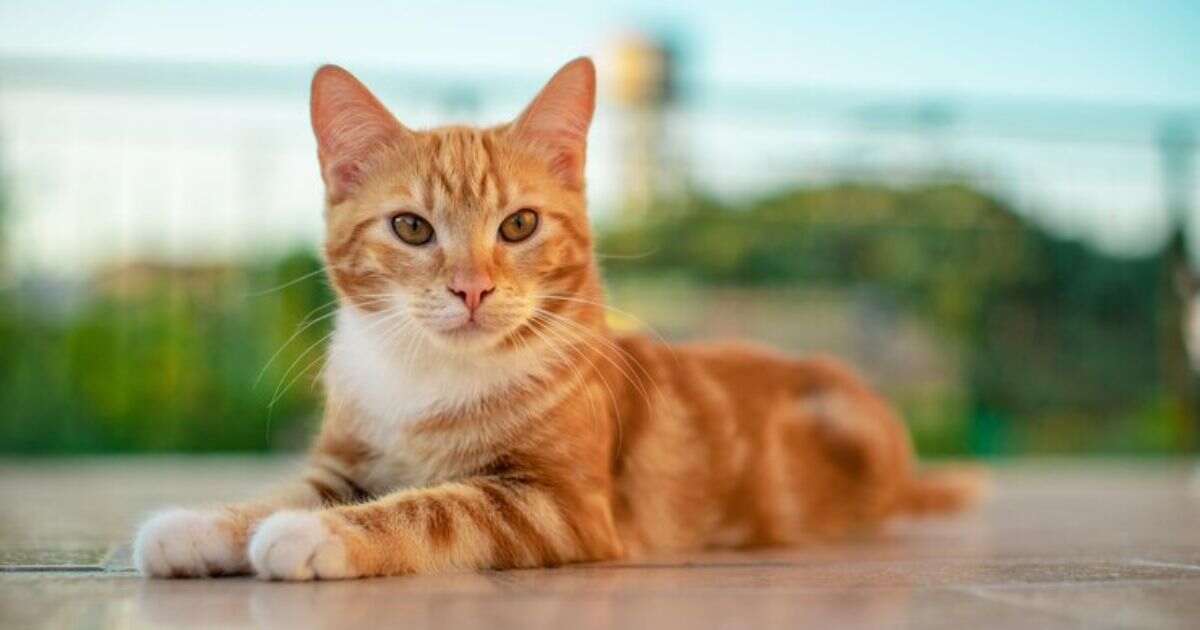 Orange Tabby Cat