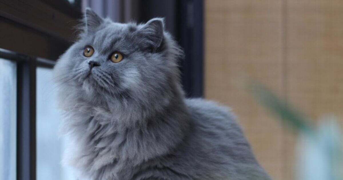 Blue Persian Cat: A Living Doll with a Heart of Gold