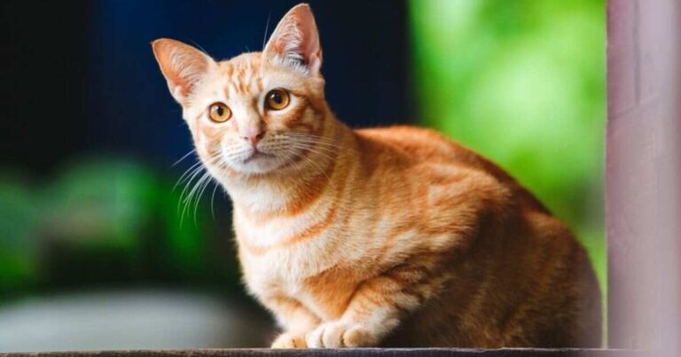 Orange Tabby Cat