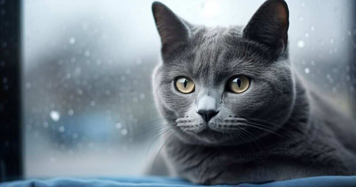 Russian Blue Kittens