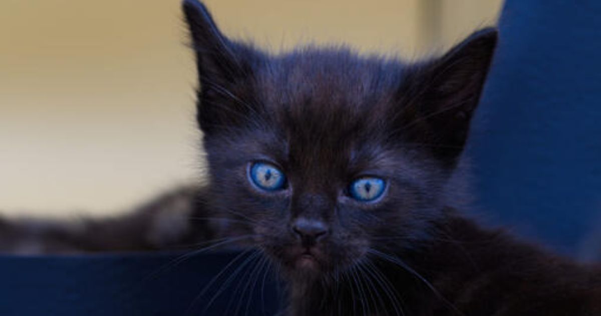 Black Cat Blue Eyes