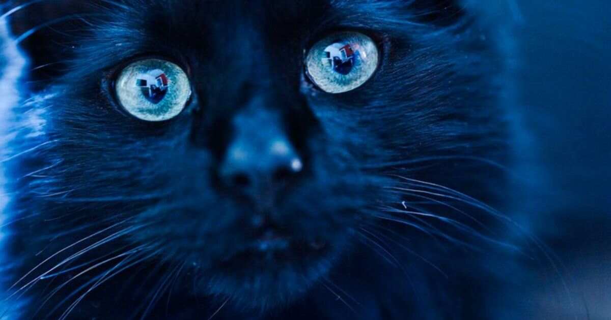 The Enigma of Black Cat Blue Eyes