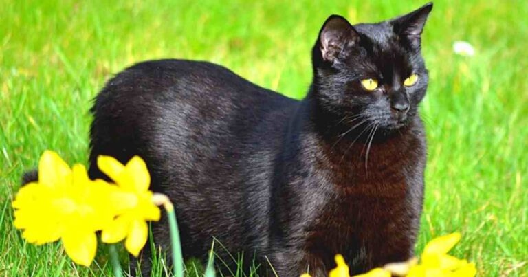 The Black Burmese Cat: A Lap-Loving Ebony Wonder