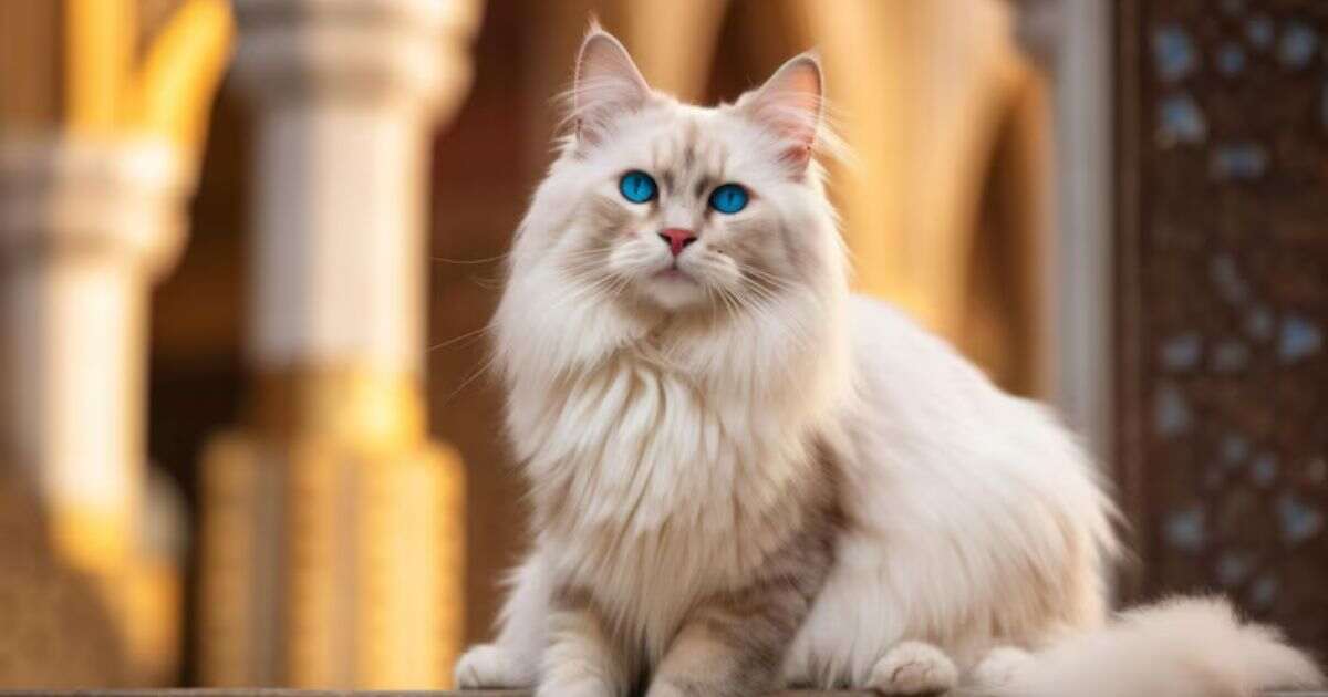 Blue-Eyed Persian Cat