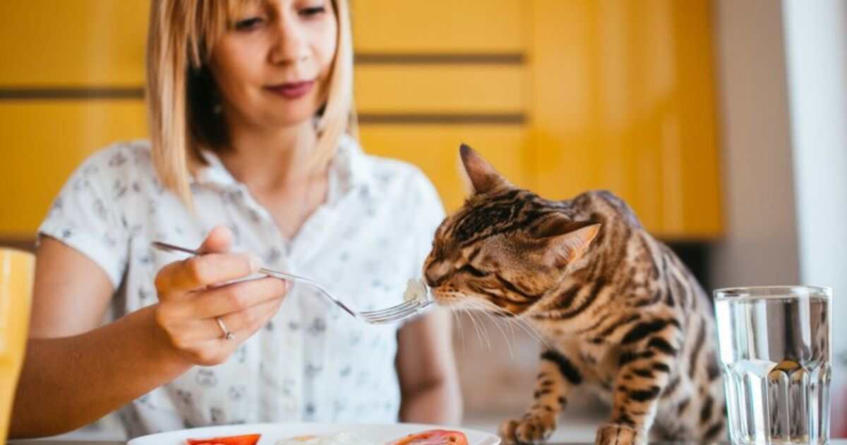 How Often to Feed 4-Week-Old Kittens: A Comprehensive Guide