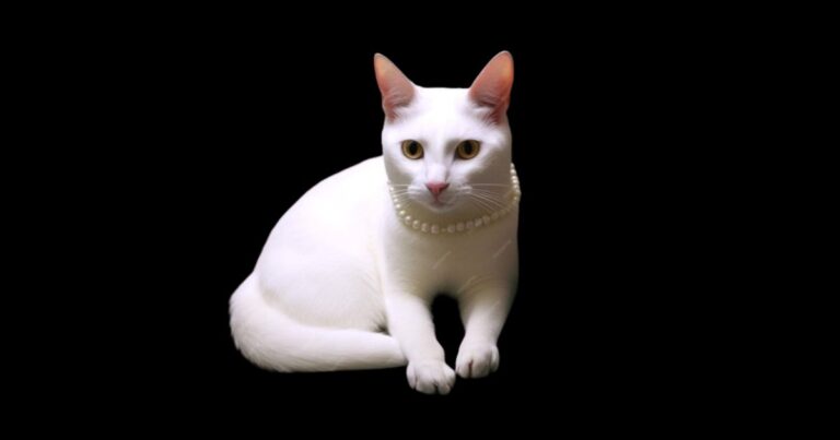 The Mystical Allure of the White Bangles Cat: A Fairytale Feline