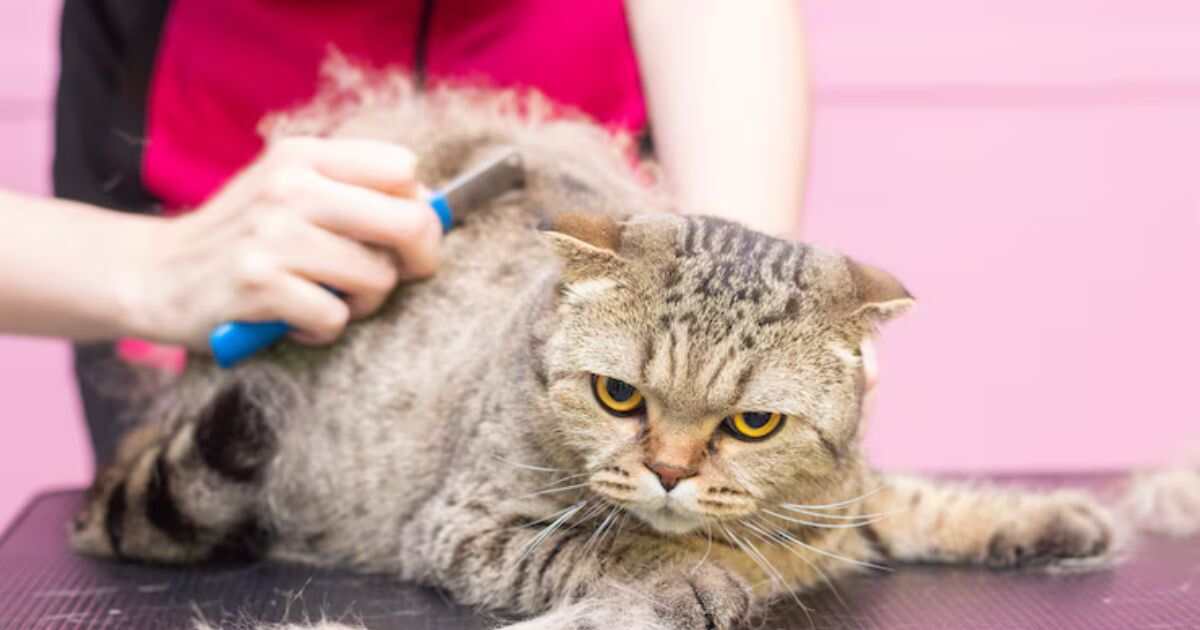 How to Remove Matted Cat Hair