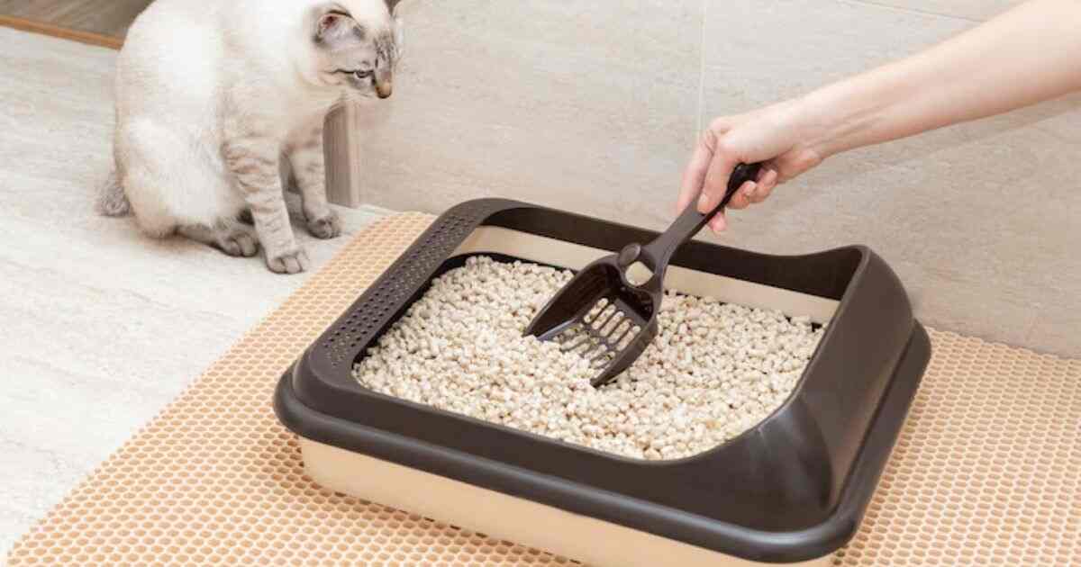 How Often To Clean Litter Box?