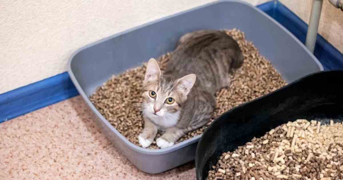 How Often To Clean Litter Box?