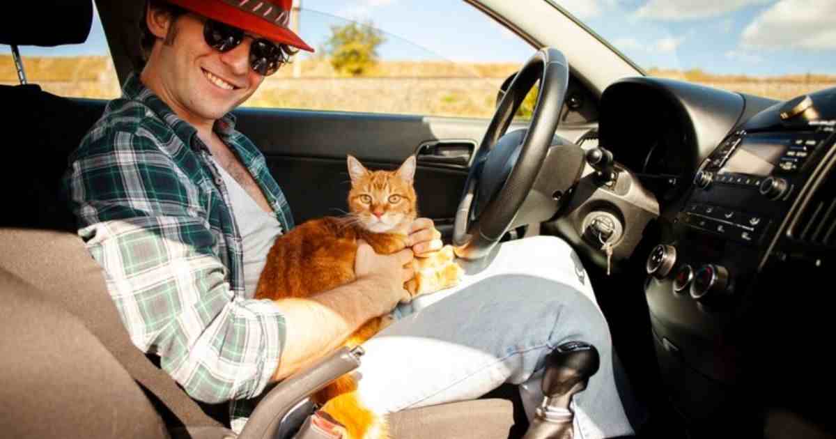 How To Travel With a Cat?