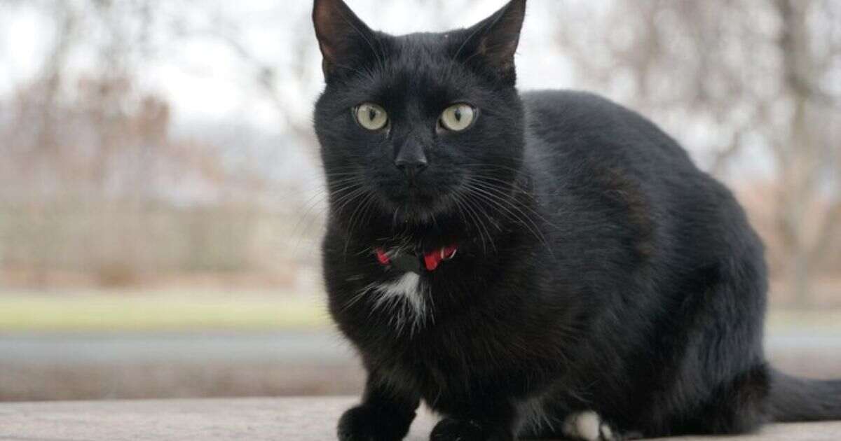 Fat Black Cat