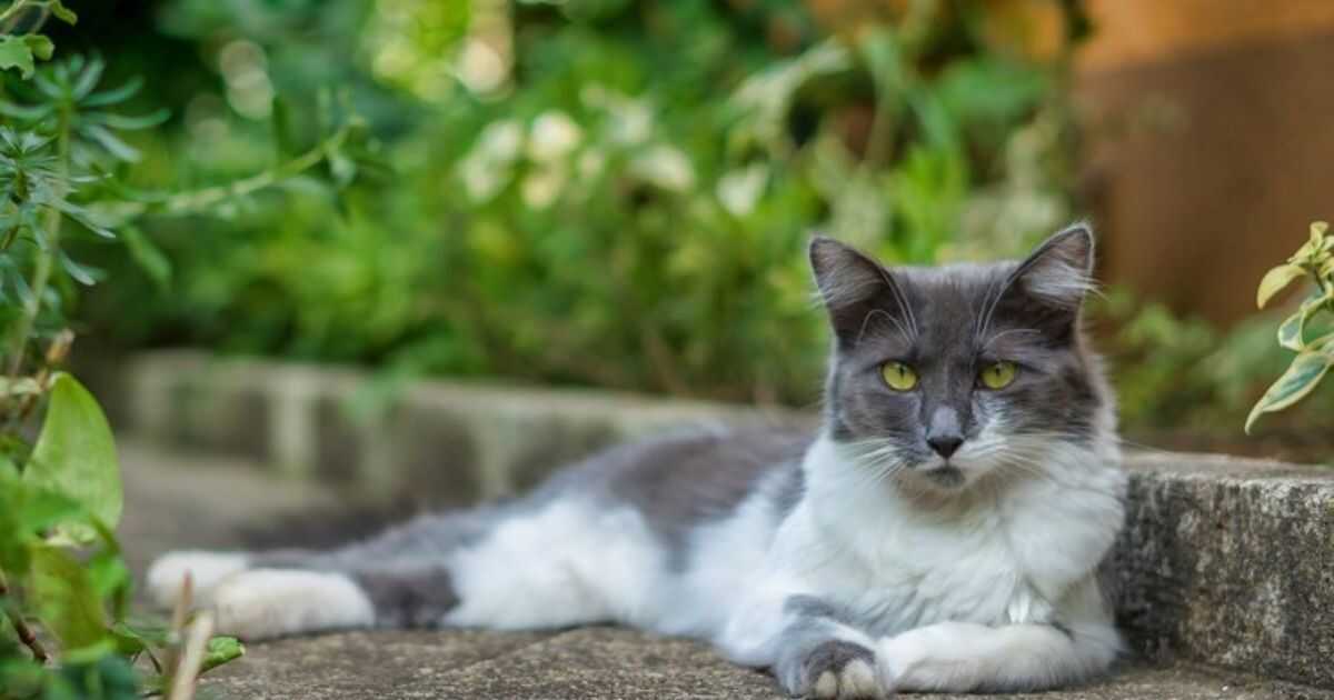 Grey and White Cat Breeds