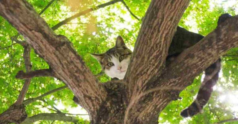 Beyond the Floor: Exploring the Rise of Wearable Cat Trees