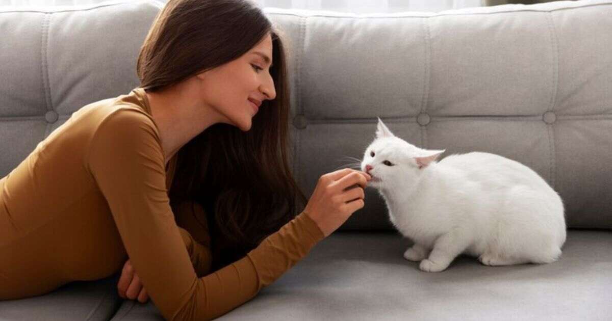 Why Does My Cat Bite Me When I Pet Her?