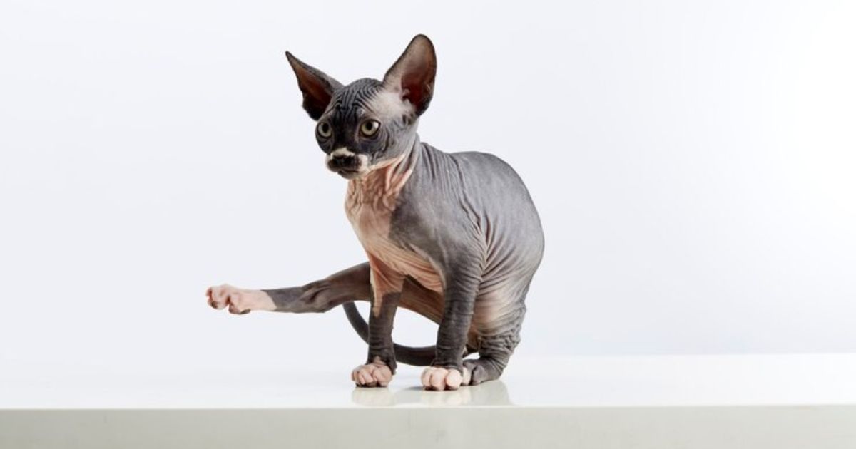 Cornish Rex Cat