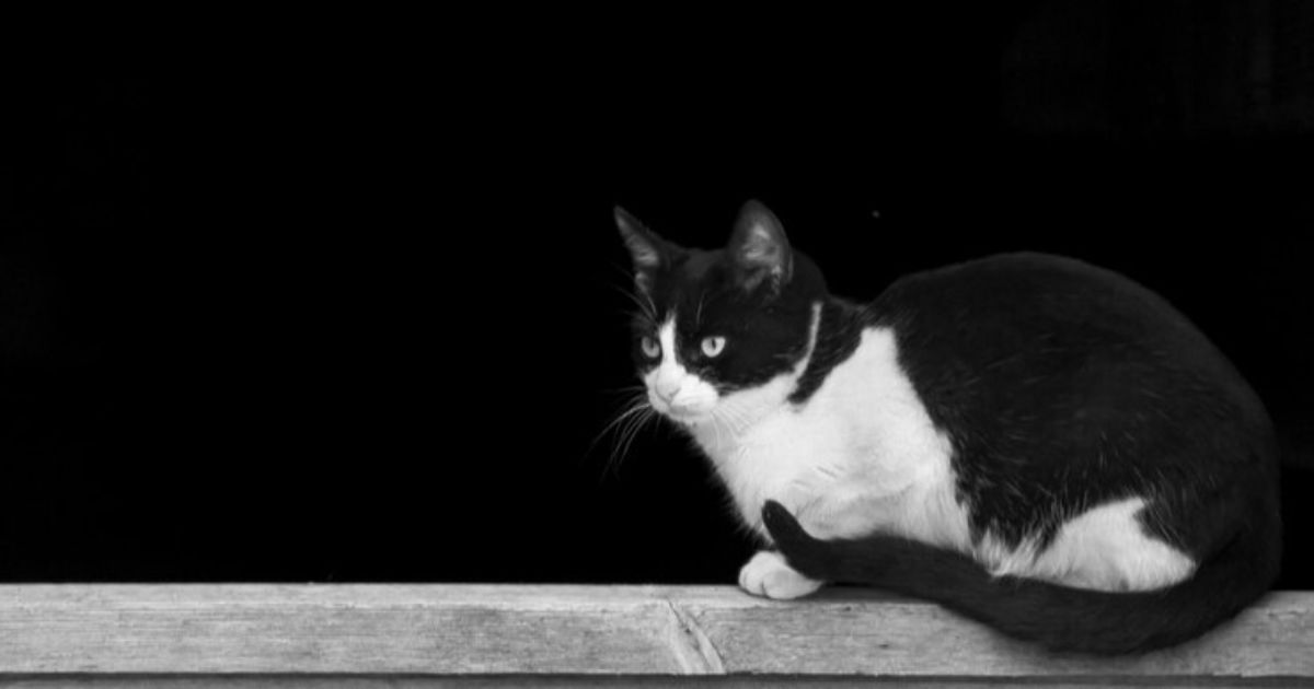 Black and White Cat