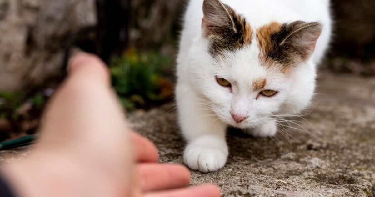 How to Take in a Stray Cat?