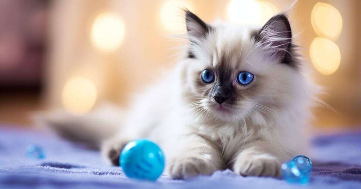 White Cats with Blue Eyes