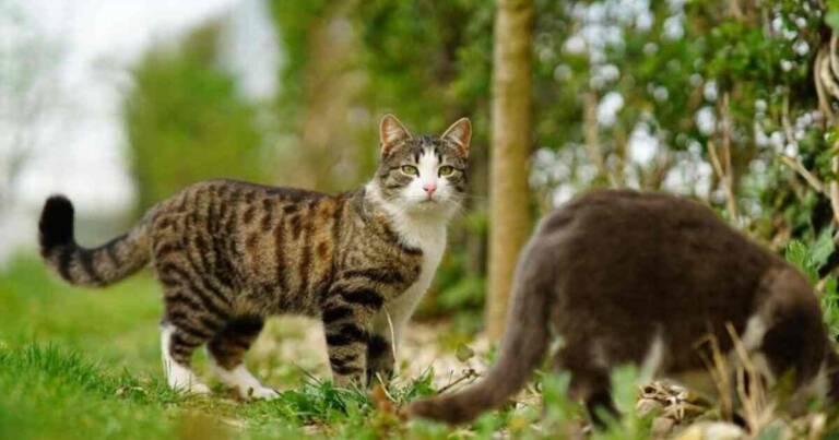 Feral Cat vs. Stray Cat: Understanding the Difference