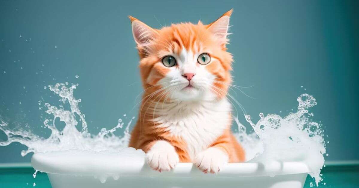 Understanding Why Your Cat is Throwing Up White Foam