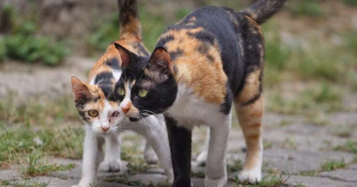 Feral Cat vs. Stray Cat