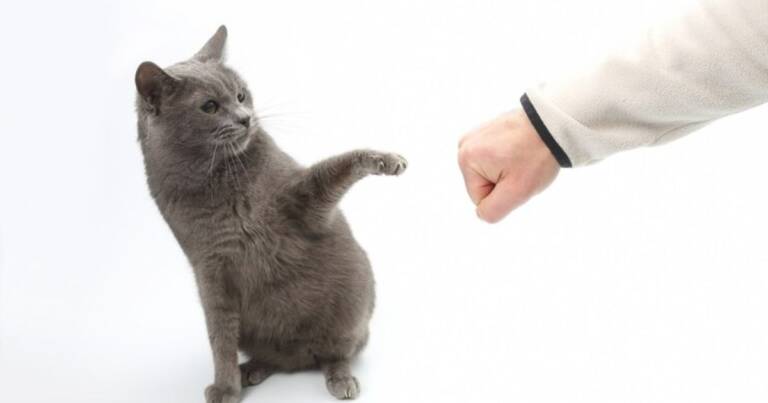 Cracking the Code: Decoding Your Cat's Body Language