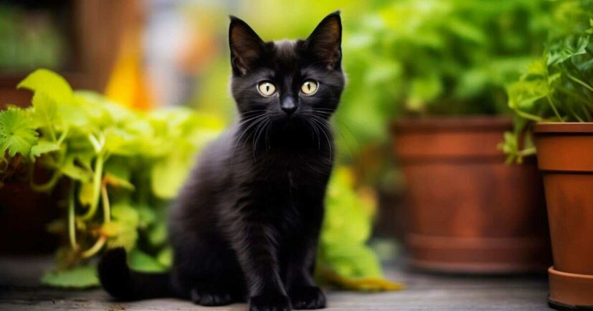 Black Himalayan Cat