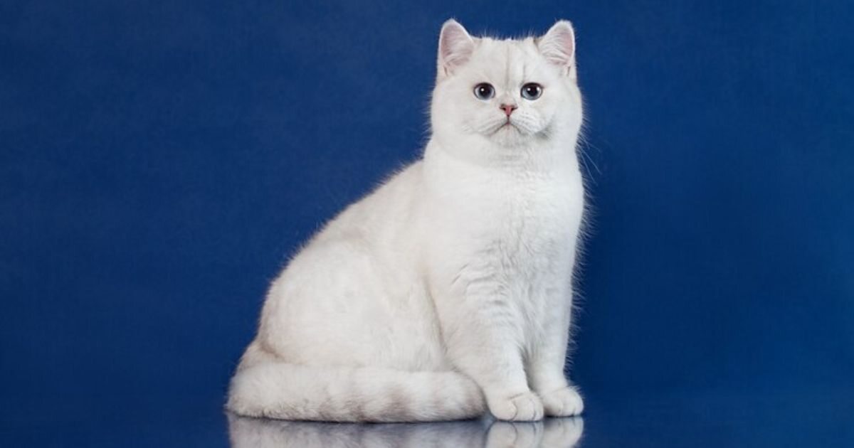 White Cat Names: Finding the Perfect Name for Your Feline Friend