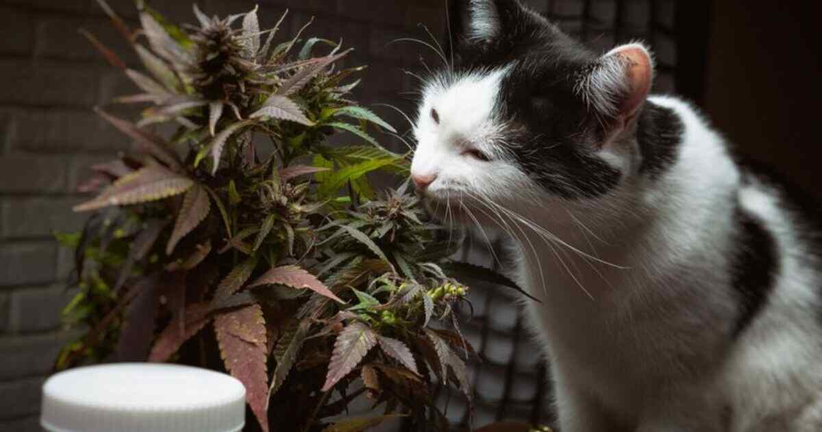 Does catnip get cats?