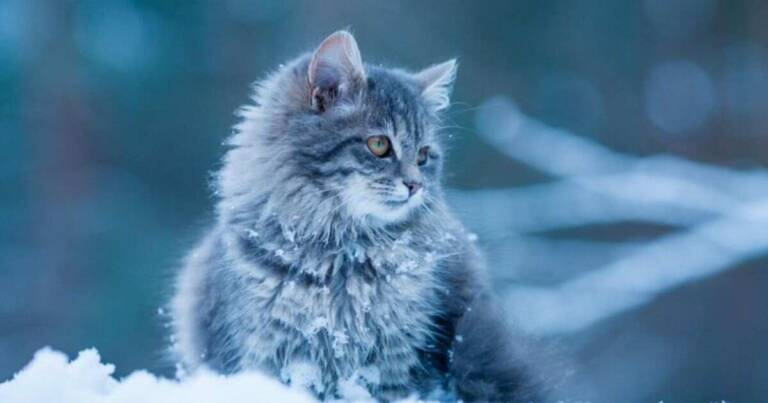 The Enchanting Allure of the Blue Maine Coon