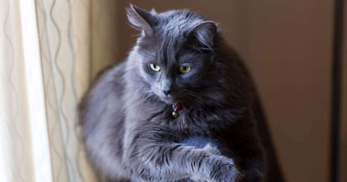 blue maine coon