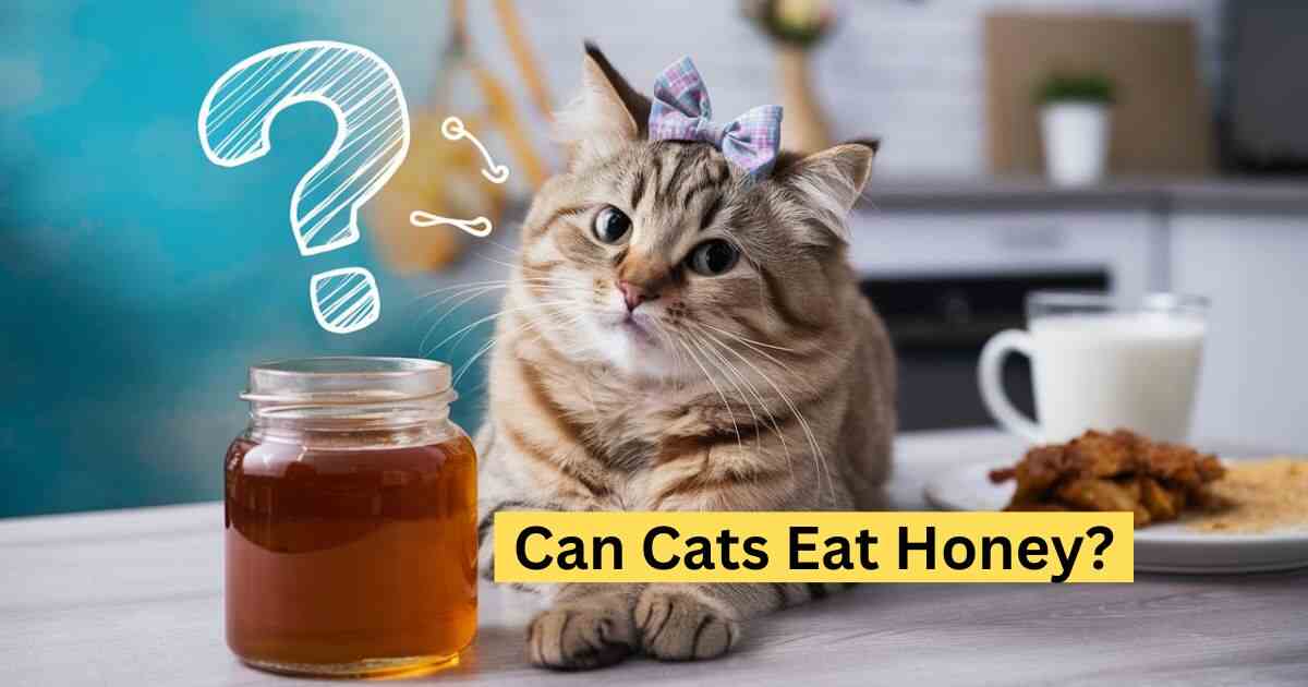 Can Cats Eat Honey? A Sweet Dilemma