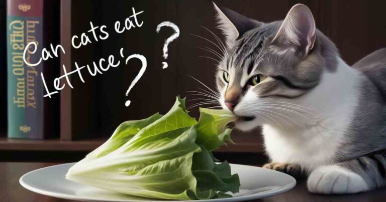 Can Cats Eat Lettuce? Is Lettuce Safe For Cats?