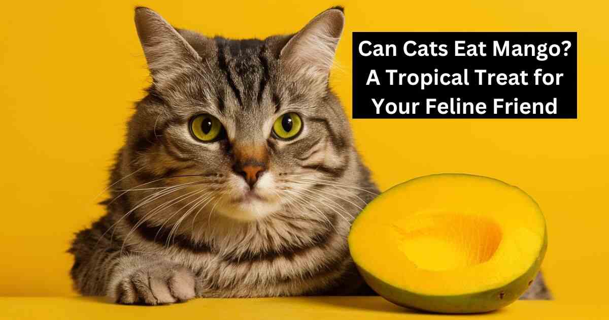 Can Cats Eat Mango? A Tropical Treat for Your Feline Friend