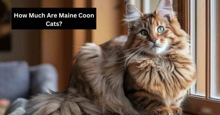 How Much Are Maine Coon Cats?