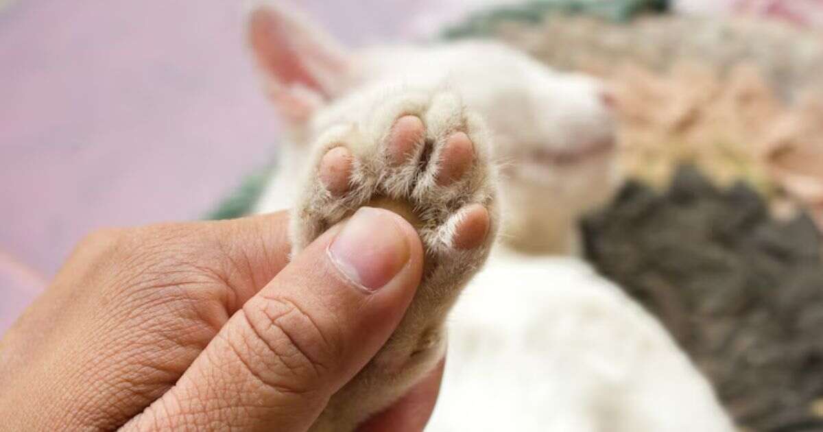 cat paw