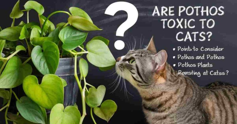 Are Pothos Toxic To Cats?