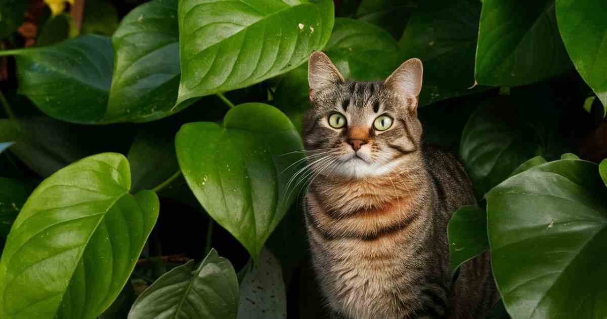 Are Pothos Toxic To Cats?