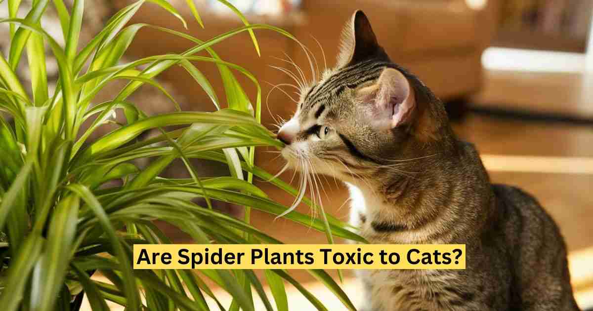 Are Spider Plants Toxic to Cats?