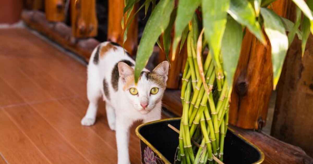 Are Spider Plants Toxic to Cats?